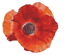 Poppy